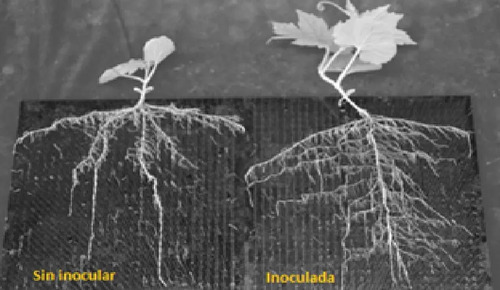 Antagon® Wp Trichoderma Harzianum -fusarium X Kilo Biologico 3