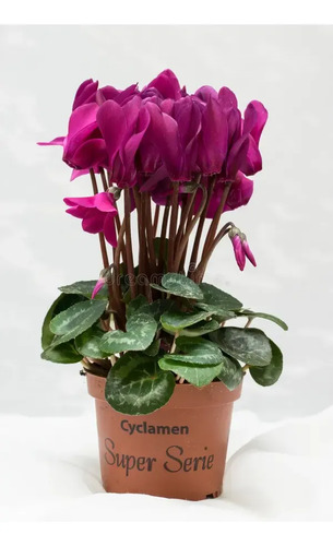 Fertilizante Violetas-ciclamen X 120ml Forza 2