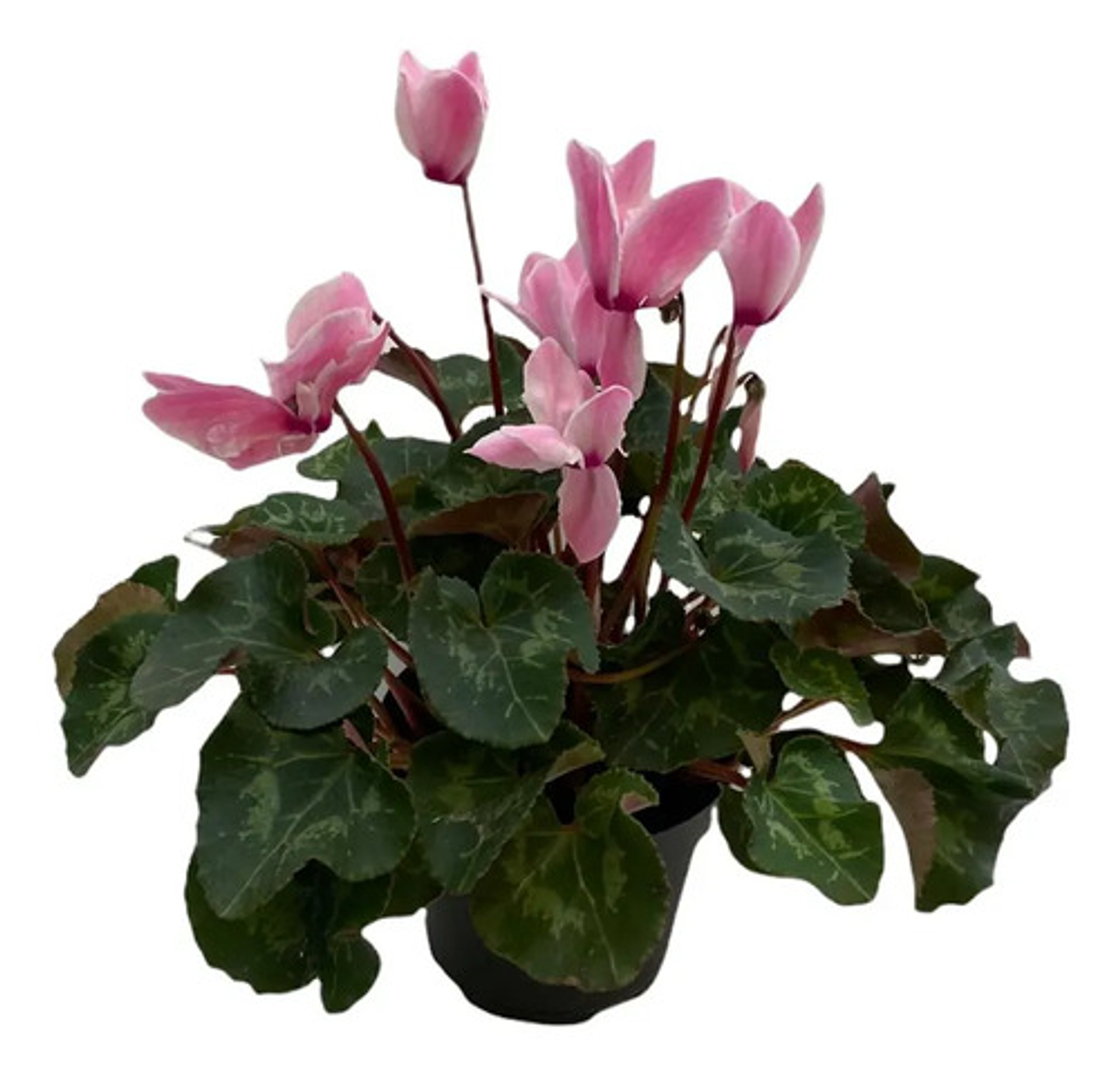 Fertilizante Violetas-ciclamen X 120ml Forza 4