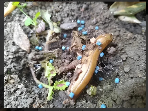 Molusquicida para Caracol Africano y Babosas x 500g | Agrosamario 2