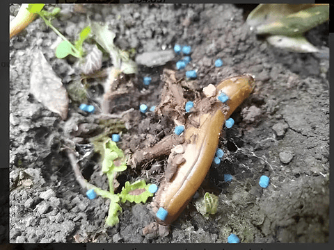 Molusquicida Veneno  Caracol Africano Y Babosa X 500gr