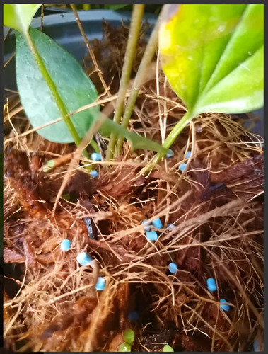 Molusquicida para Caracol Africano y Babosas x 500g | Agrosamario 3