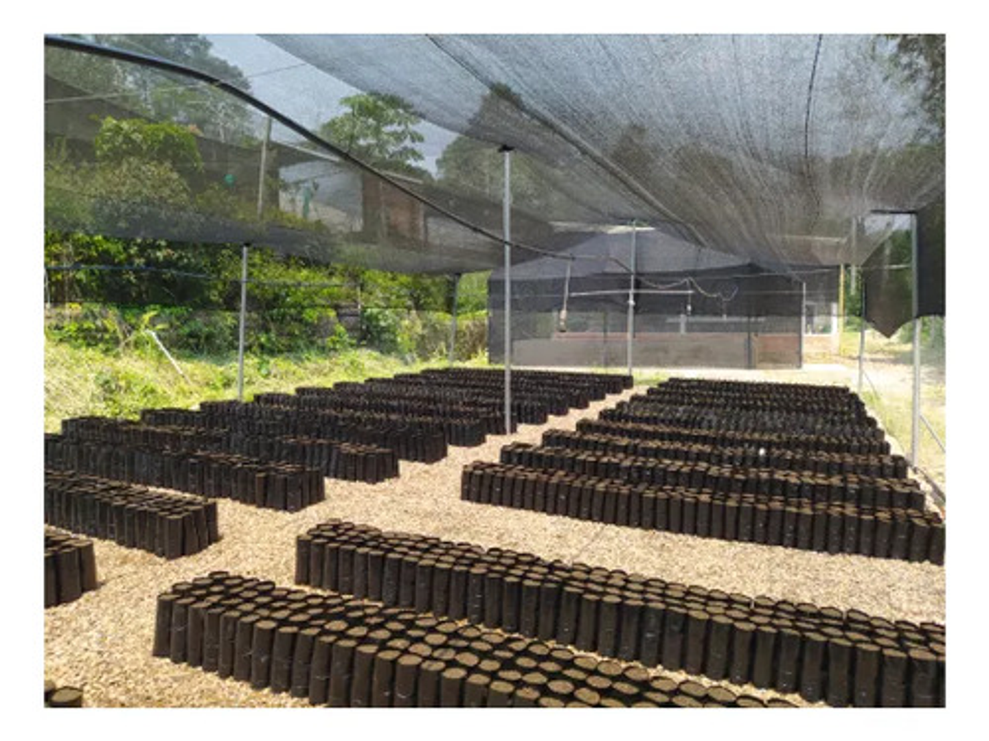 Bolsa Para Vivero Semillero Cacao 9 X 30 Cm 1000 Unidades 7