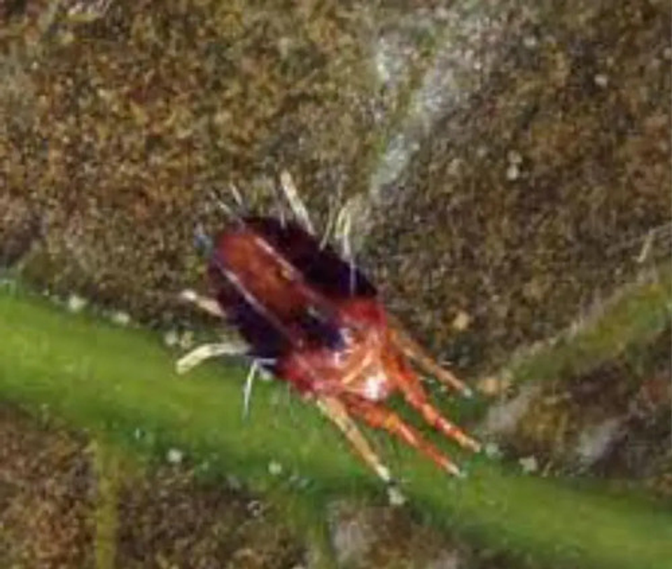 Imperius X 1 Litro Diafenthiuron+tetradifon. Acaros Cultiv 2