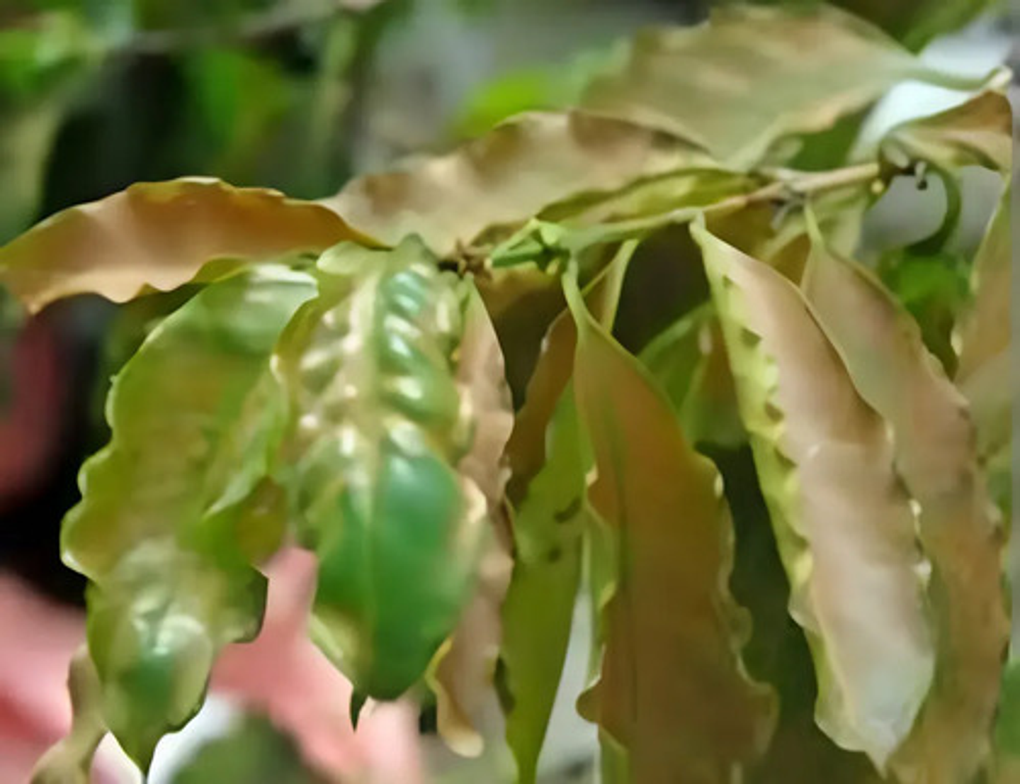 Flumite X Litro   Diflovidazin  Interoc Acaros Cultivos 4