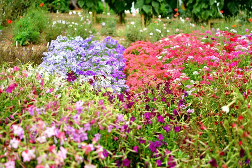 Fertilizante Florescencia  Granulado 10-30-10 X Kilo Forza 5