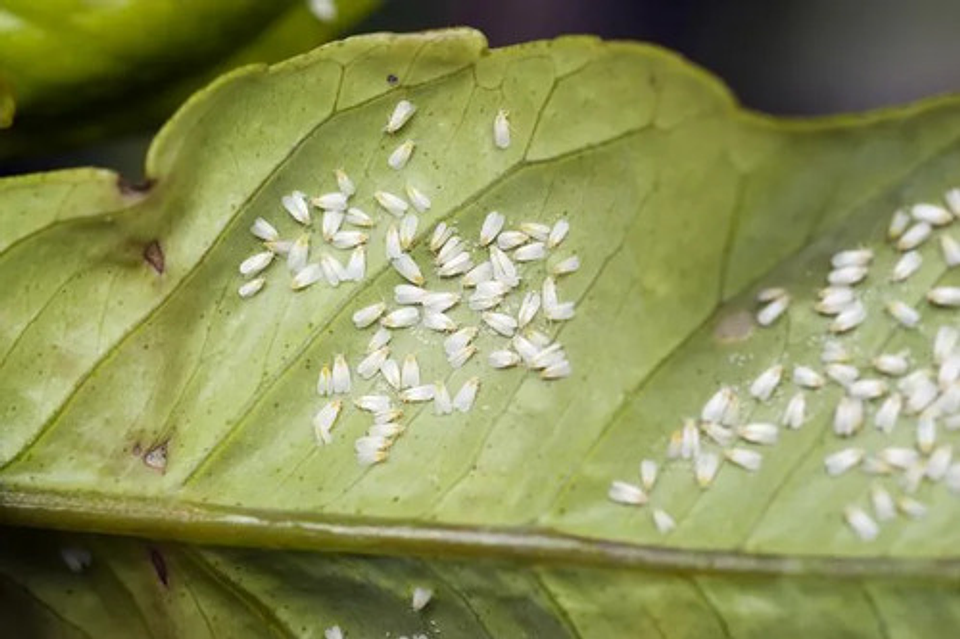 Buril X Kilo  Interoc Emamectin Benzoato  (proclaim) 3