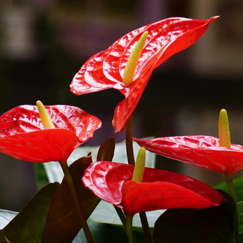 Sustrato Anturios X 1 Kl   Jardin 2