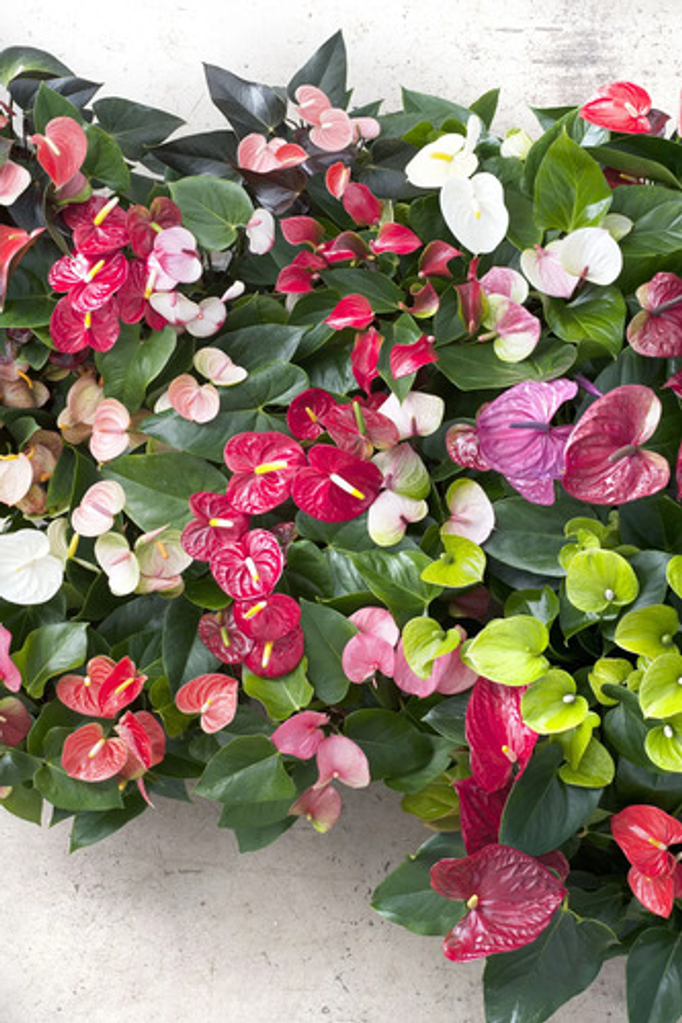 Sustrato Anturios X 1 Kl   Jardin 3