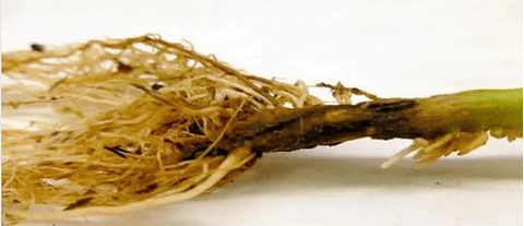 Kalesman X Litro Interoc Fluopicolide+ Propamocarb Hongos Pl