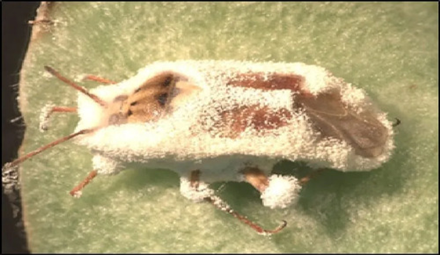 Muscardin Wp Beauveria  Bassiana  Bilogico X Kilo 4