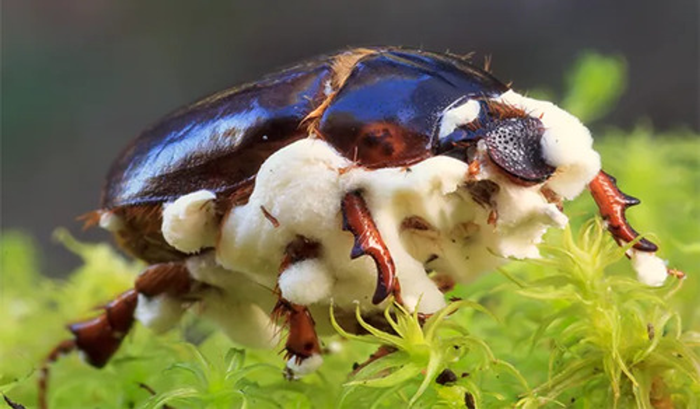 Muscardin Wp Beauveria  Bassiana  Bilogico X Kilo 5