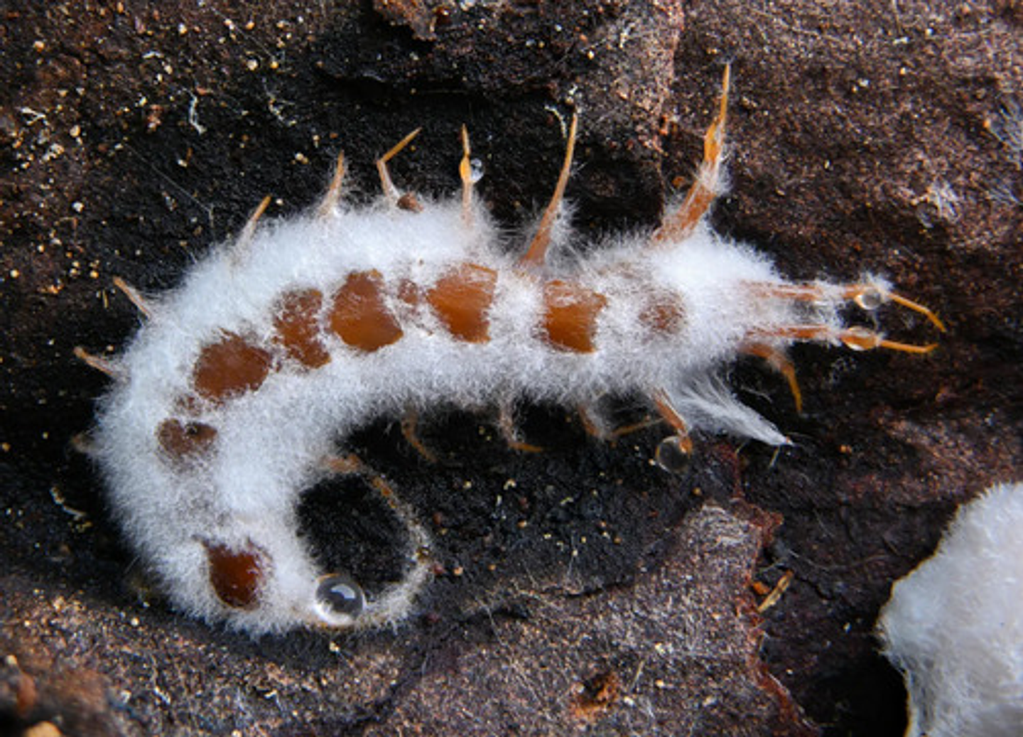 Muscardin Wp Beauveria  Bassiana  Bilogico X Kilo 6