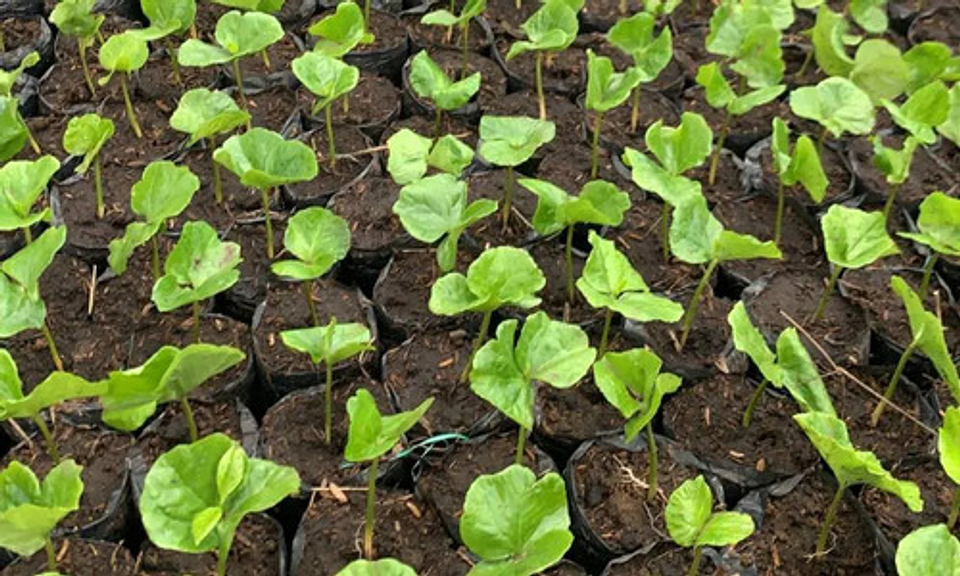 Herbicida Goal Oxifluorfen Matamaleza X 250ml  Sello Semilla 3