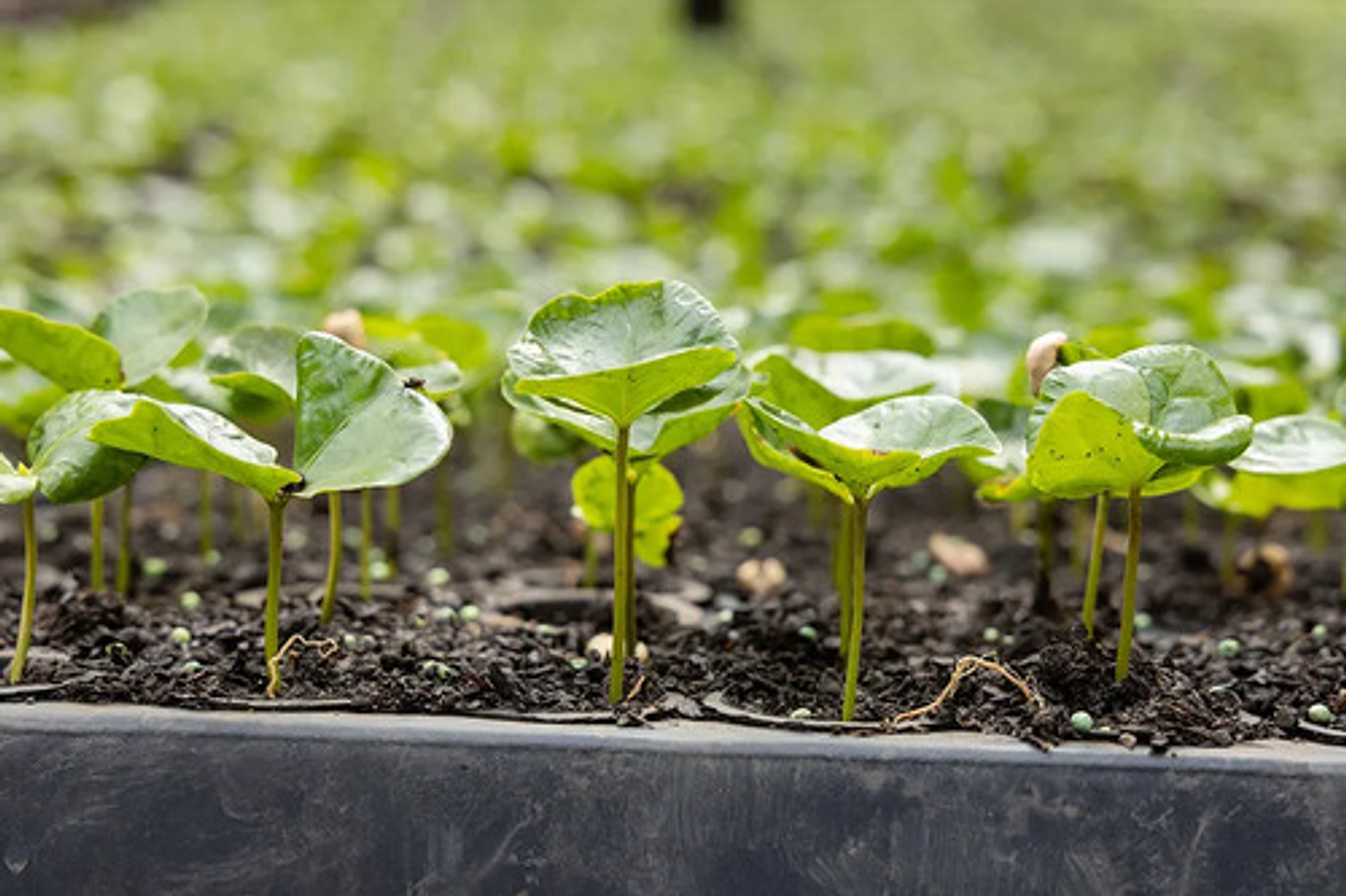 Herbicida Goal Oxifluorfen Matamaleza X 250ml  Sello Semilla 4