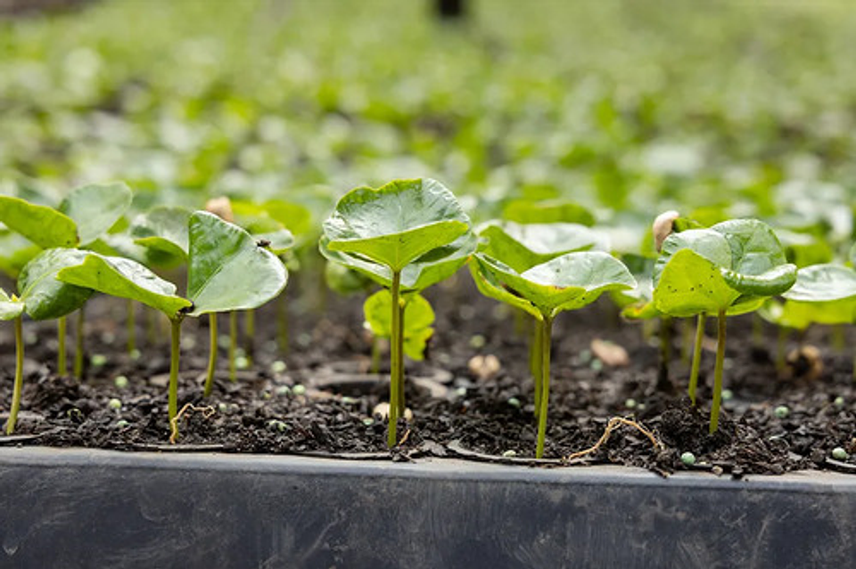 Herbicida Goal Oxifluorfen Matamaleza X 250ml  Sello Semilla 4