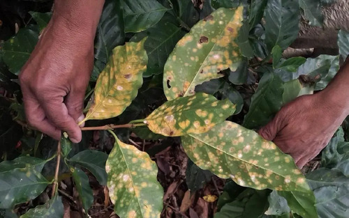 Senda WG - Insecticida y Fungicida Sistémico ( Verdadero) | 1 Kilo | Agroser | Agrosamario  2