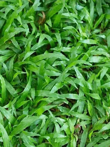 Fertilizante  Forza Soluble Desarrollo X 100 Grs 5