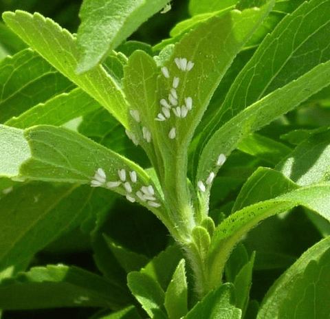 Connect Duo Od300 X Litro  Ml Palomilla -pasador Fruto Bayer