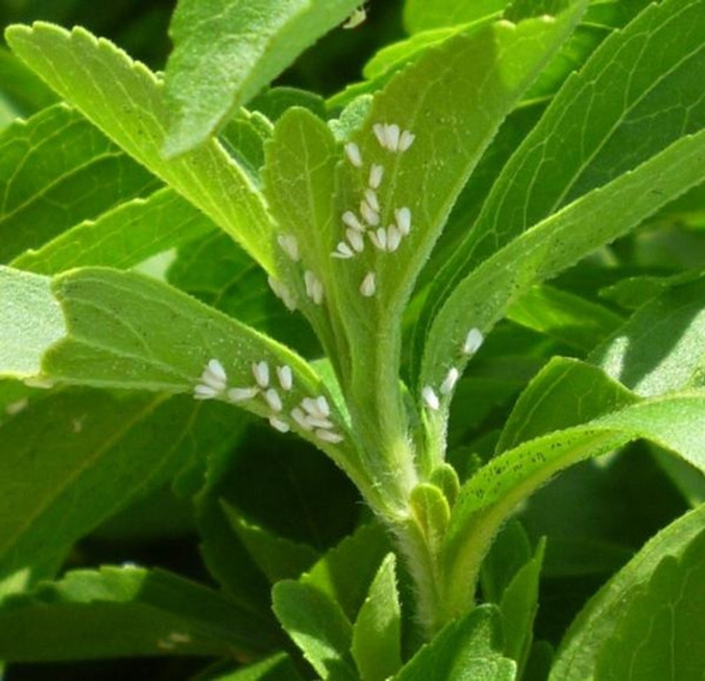 Connect Duo Od300 X Litro  Ml Palomilla -pasador Fruto Bayer 2