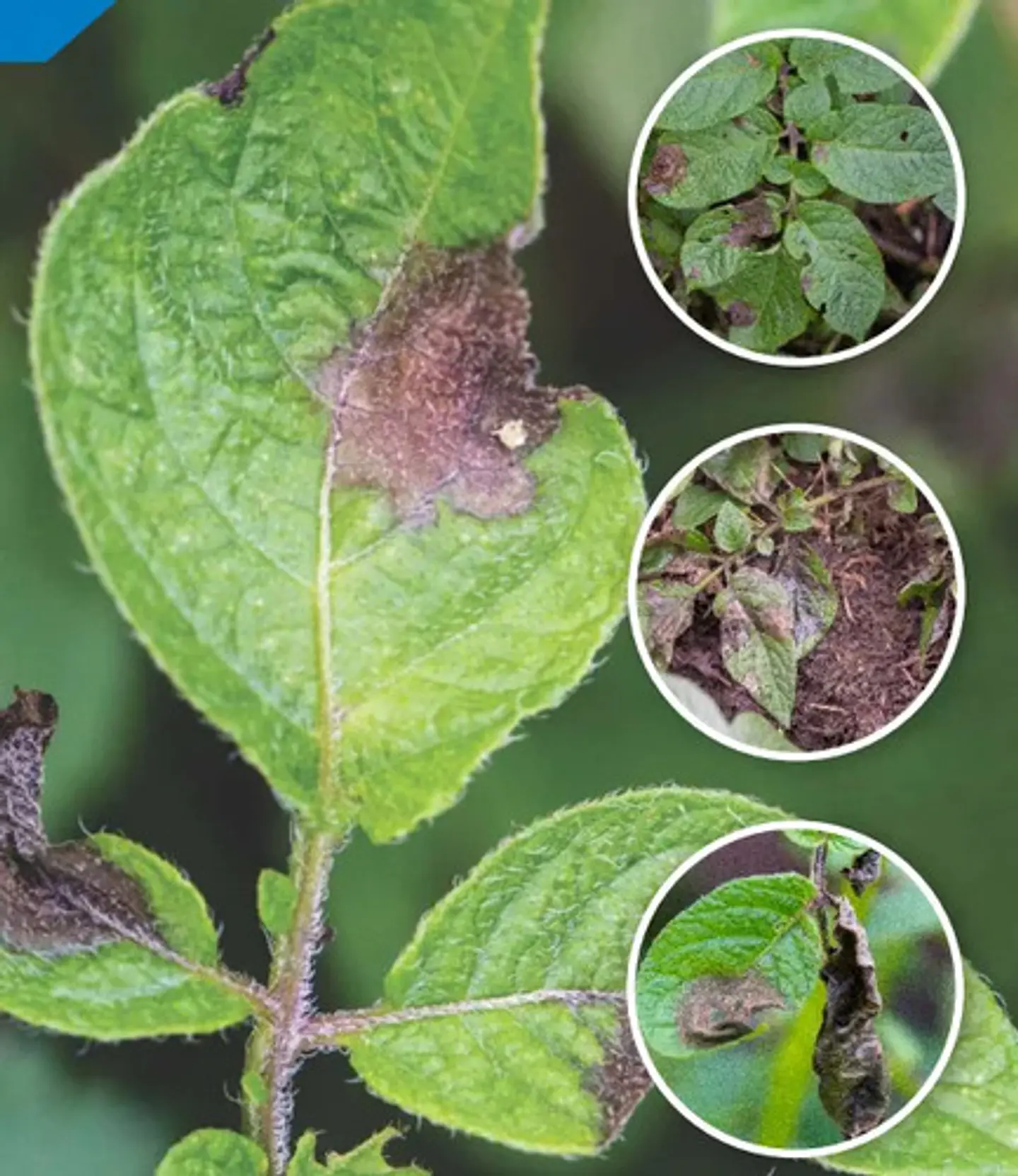 Luna Tranquility X (250 ml, 1 litro)  Bayer - Control de Botrytis | Agrosamario 5