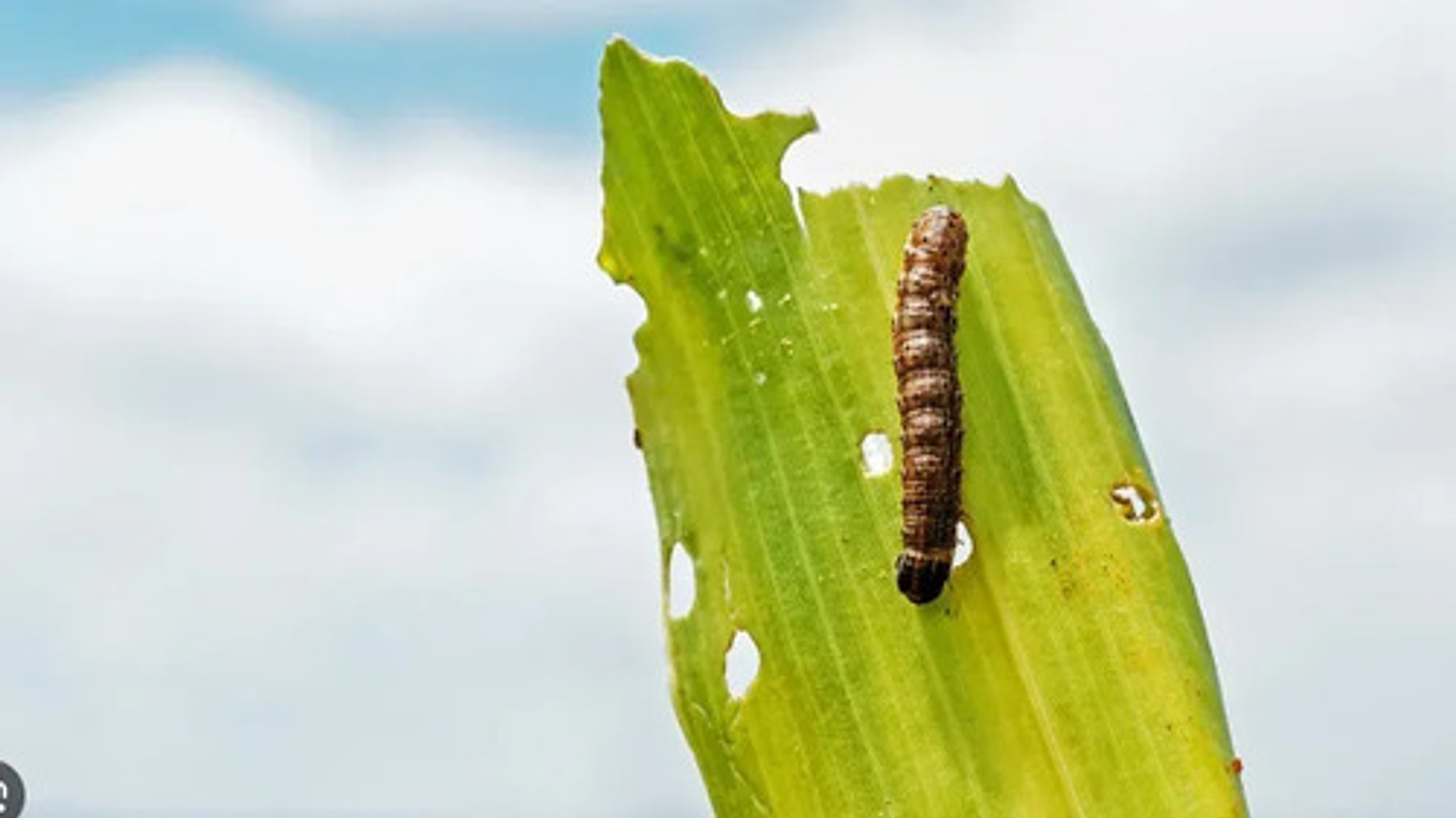 Lannate En Polvo  Methomyl  X 135gr 2