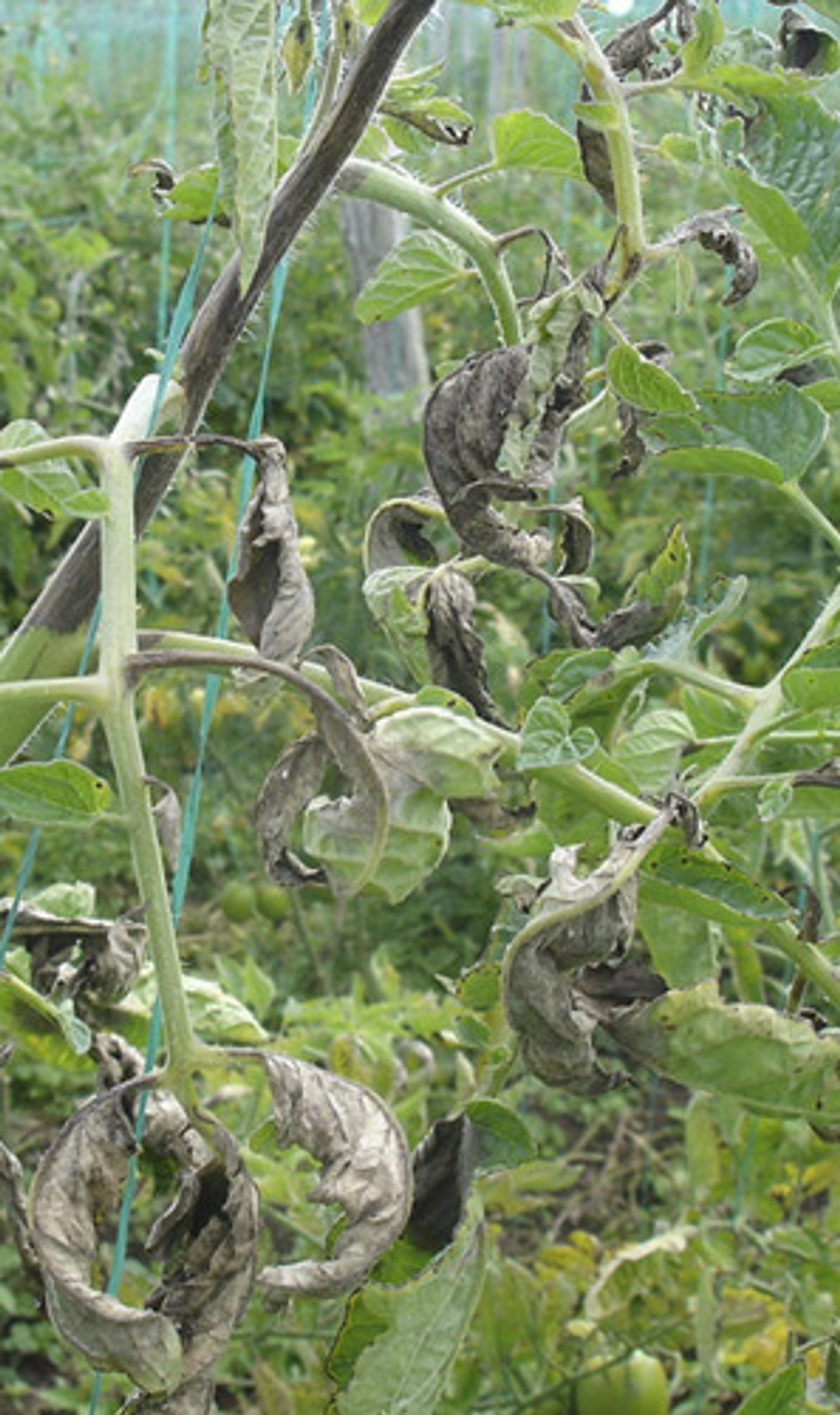 Antracol Bayer Control De Hongos En Cultivos  X 400gr 4