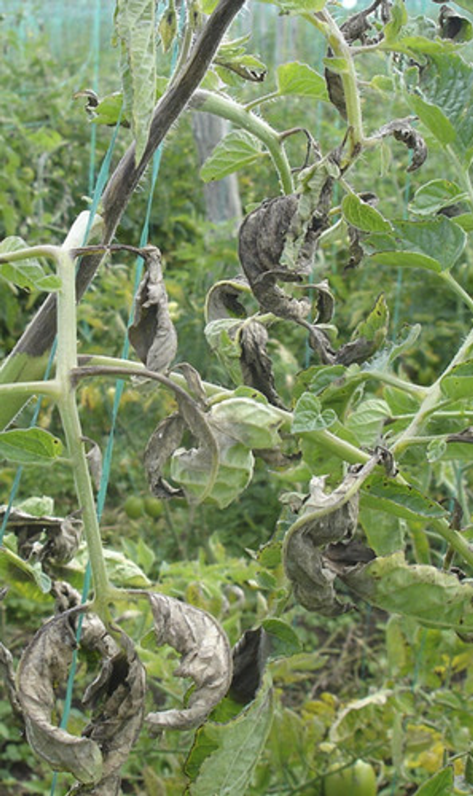 Antracol Bayer Control De Hongos En Cultivos  X 400gr 4