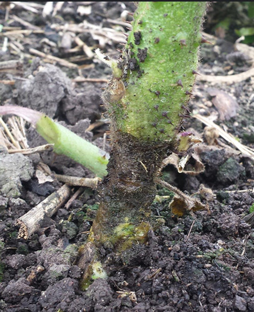 Antracol Bayer Control De Hongos En Cultivos  X 400gr 5