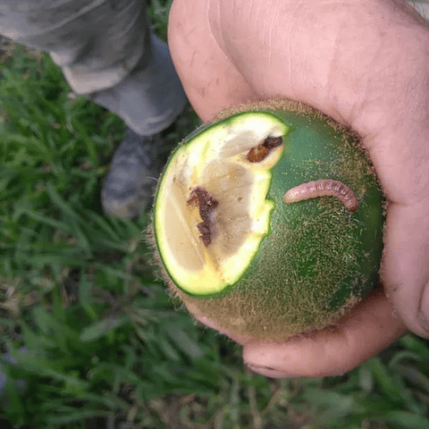 Destello Sc480  X Litro Bayer  -pasador Fruto - Mosca Fruta