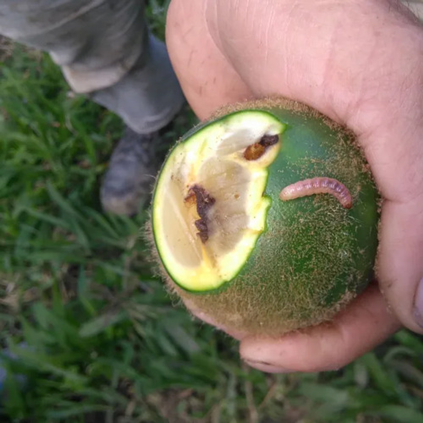 Destello Sc480  X Litro Bayer  -pasador Fruto - Mosca Fruta 2