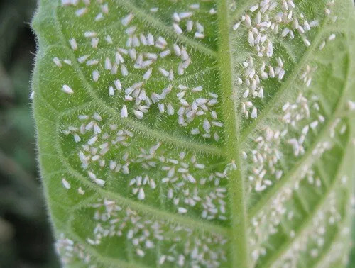 Insecticida Destello SC 480 Bayer x 1 Litro - Agrosamario 5