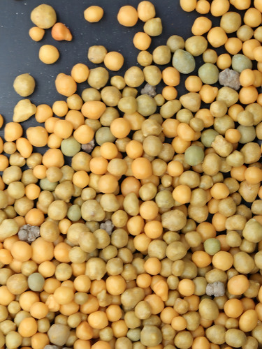 Fertilizante Liberación Controlada Osmocote Plus 15-9-12 Fercon (500g - 2kg)   | Agrosamario 2