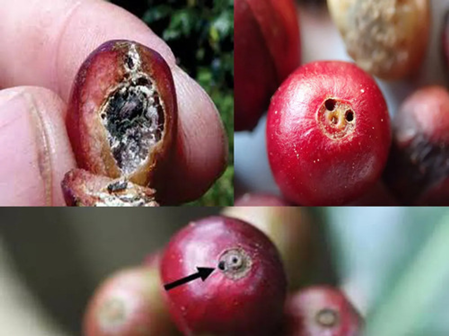 Curbix  Sc200 X 500 -pasador Fruto - Broca Cafe Bayer 4