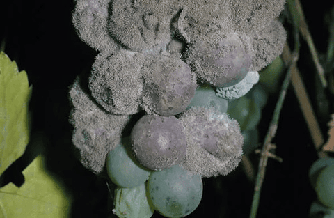Luna Tranquility  X Litro Bayer  Botrytis Cultivos
