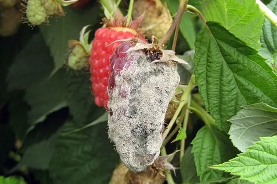 Luna Tranquility  X Litro Bayer  Botrytis Cultivos 6