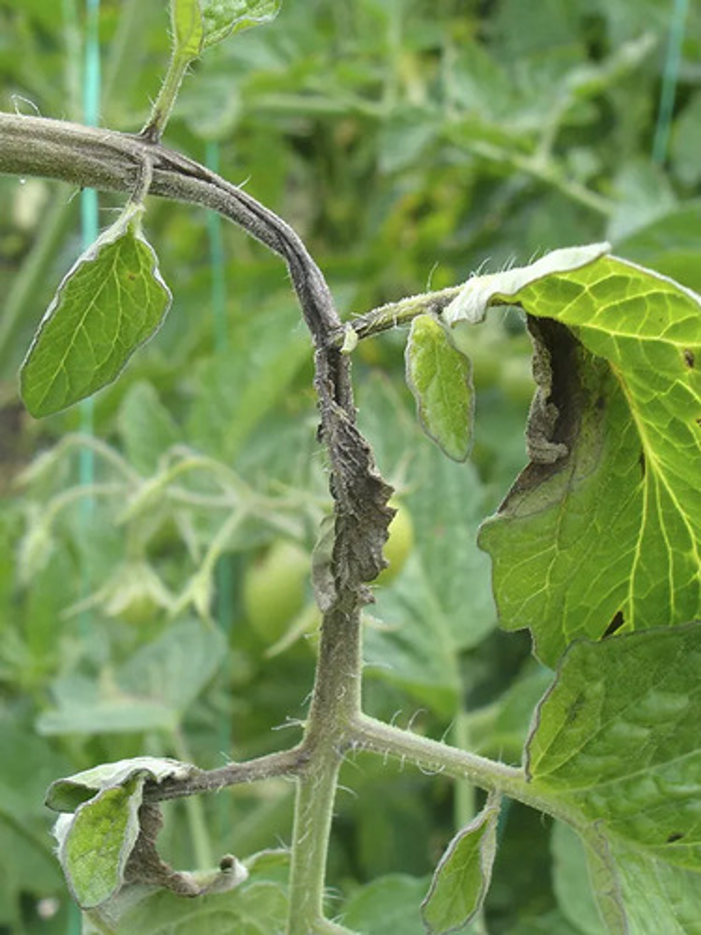 Luna Tranquility  X Litro Bayer  Botrytis Cultivos 7