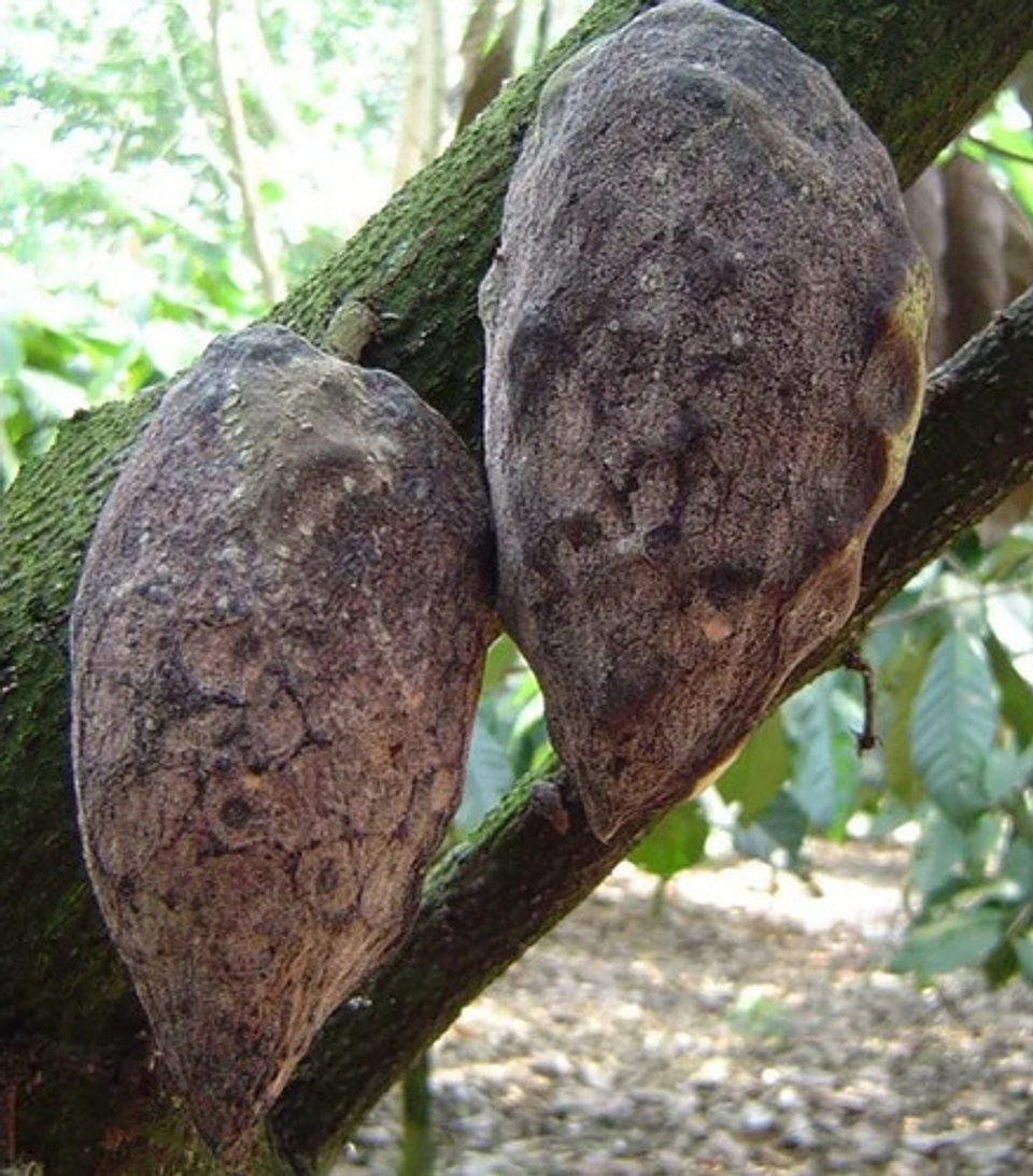 Luna Tranquility  X Litro Bayer  Botrytis Cultivos 9