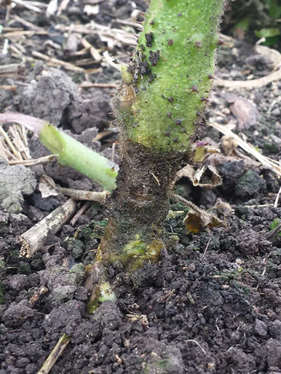 Luna Tranquility  X Litro Bayer  Botrytis Cultivos 10