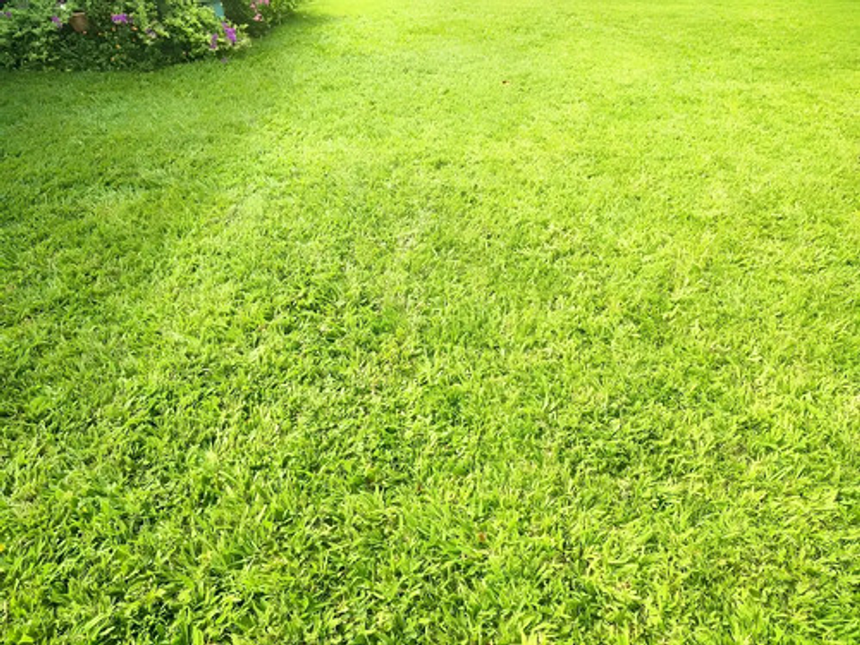 Grama Bermuda Clima Calido  X 400 Gr Fercon 3