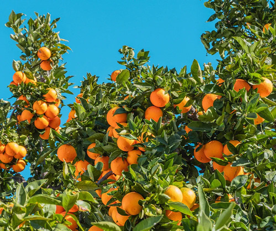 Fertilizante Desarrollo  Triple 18  (18-18-18) Jardin X Kilo 7