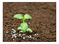 Fertilizante Urea de Alta Solubilidad x 1 kg - Especial para Follaje y Jardín / Agrosamario  - Miniatura 5