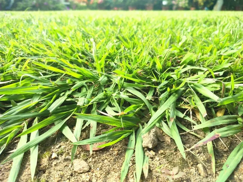 Forza Fertilizante Soluble Gramas X 250 Grs | Agrosamario 3