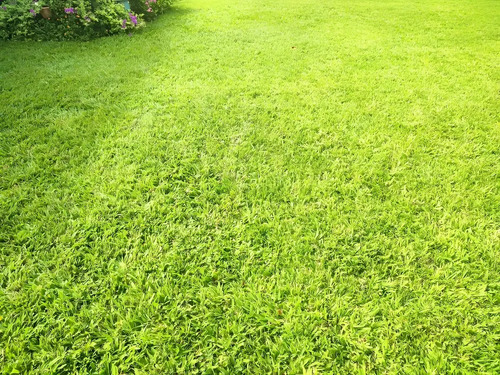 Forza Fertilizante Soluble Gramas X 250 Grs | Agrosamario 4
