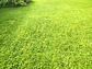 Forza Fertilizante Soluble Gramas X 250 Grs | Agrosamario - Miniatura 4