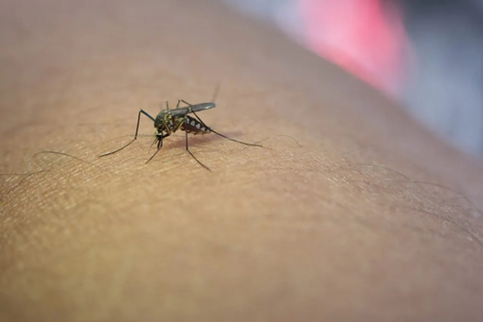 Demand 30 Ml -salud Pública  Sancudos, Acaros. X 2  Unidades 5