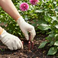 Fertilizante Clavos Mágicos Florescencia Jardín X 30 Unidades | Agrosamario - Miniatura 4