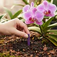 Fertilizante Clavos Mágicos Orquídeas Jardín X 20 Unidades | Agrosamario - Miniatura 3