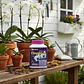 Forza Fertilizante Soluble Orquídeas 250 Gr Jardín | Agrosamario - Miniatura 2