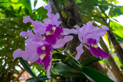 Forza Fertilizante Soluble Orquídeas 250 Gr Jardín | Agrosamario 4